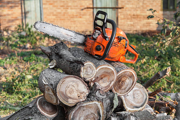 Best Arborist Services Near Me  in La Plata, NM